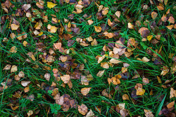 Brown and yellow aspen leaves on the wet green grass in the forest in autumn. Autumn nature in Russia.