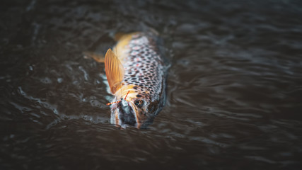 Brown trout caught on a dry fly. Fly fishing, close-up.