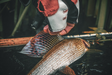 Grayling is caught on a dry fly. Fly Fishing.