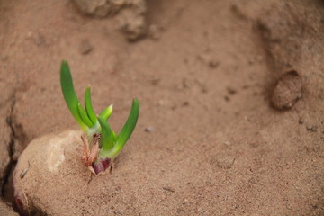 green plant in desert