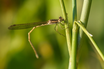 Allphotokz Dragonfly 20190720 9629 D810