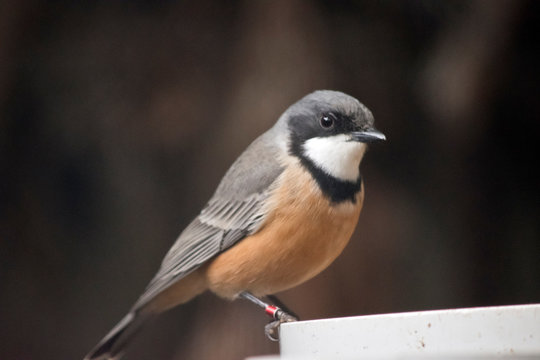 A Rufous Whistler Feeding