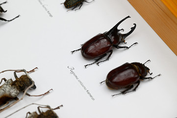 A sample of a beetle under glass.