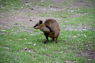 a joey swamp wallaby in a field