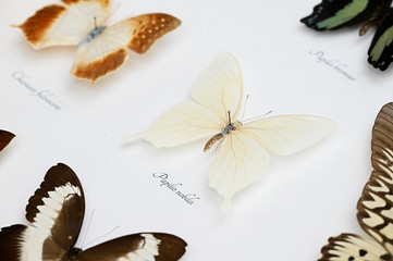 Illustration of butterfly under glass.