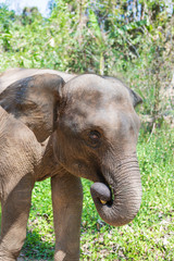 Fototapeta premium Elephants in Chiang Mai's Elephant Nature Park, Thailand