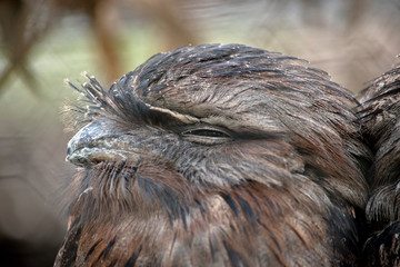 this is a side view of a tawny frogmouth