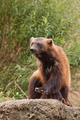 Obraz na płótnie Canvas Crossed legs - a touching predator. beautiful wolverine with shiny fur on a rock on a background of green thickets of grass,