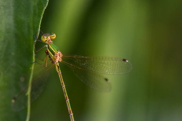 Allphotokz Dragonfly 20190720 9817 D810