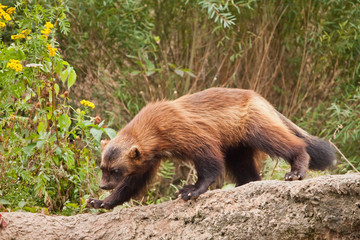 beautiful wolverine with shiny fur on a rock on a background of green thickets of grass,