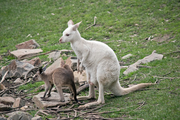 an albino western kangaroo with her brown joey