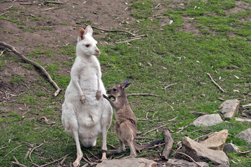 Naklejka na ściany i meble an albino western kangaroo with her brown joey
