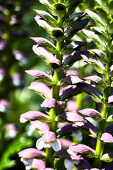  Branch with a multitude of white and lilac leaves
