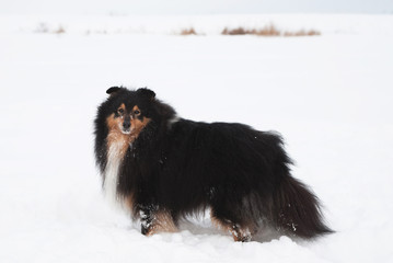 Young funny sheltie plays in the snow