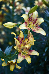 Yellow and garnet lily with buds