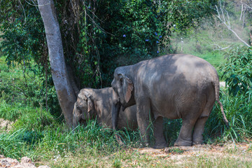 Elephants in Chiang Mai's Elephant Nature Park, Thailand