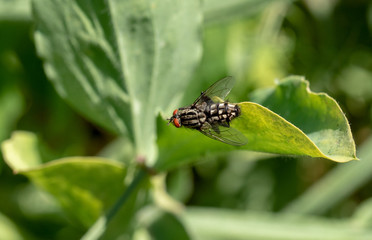close up of fly on a green leaf