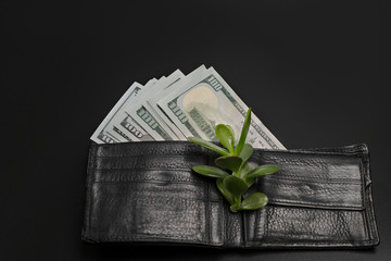 A man's purse with a pack of dollars and a money tree. The symbol of prosperity is a money tree, a...