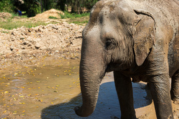 Fototapeta premium Elephants in Chiang Mai's Elephant Nature Park, Thailand