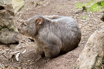 a common wombat is having a scratch