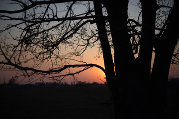  Tree branches on sunset background