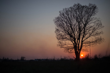 Fototapeta na wymiar lonely tree on a background of beautiful sunset