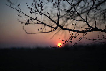  Tree branches on sunset background
