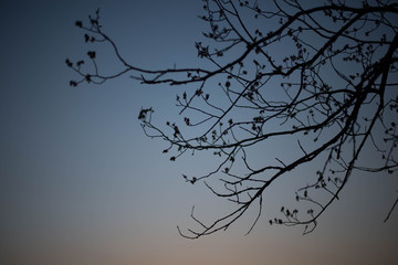  Tree branches on sunset background
