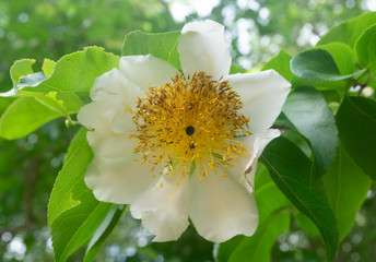 white flower