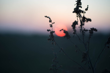 Beautiful landscape, sunset in the field