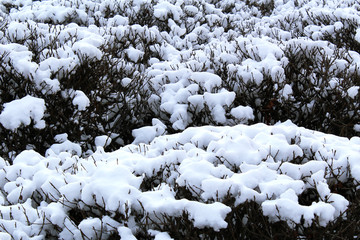 Bush covered with white snow