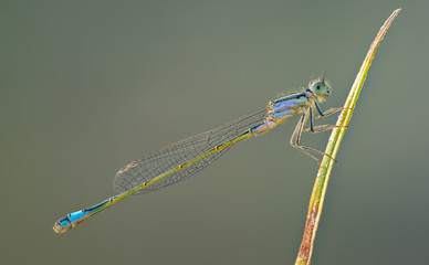  Common bluetail damselfly macro background