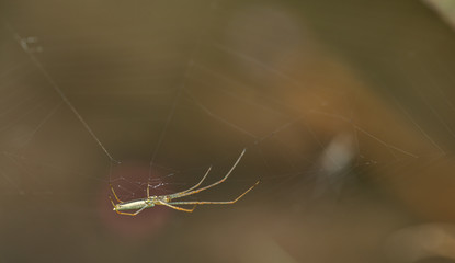Longjawed Orbweavers spider on the web D
