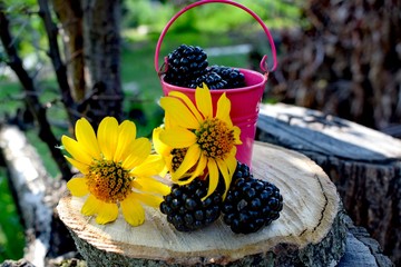 The blackberry is an edible fruit produced by many species in the genus Rubus in the family Rosaceae
