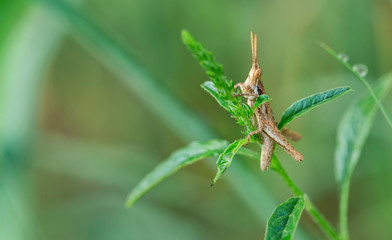 Pyrgomorpha conica grasshopper macro background