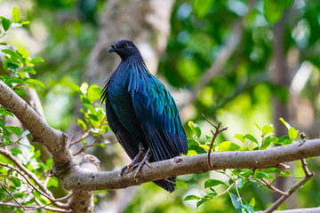 Scientific name : Caloenas nicobarica or Nicobar Pigeon on a branch in the jungle.