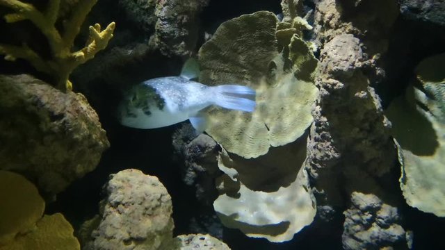 The putter fish also called blowfish scientifically known as Tetraodontidae, swimming under water.