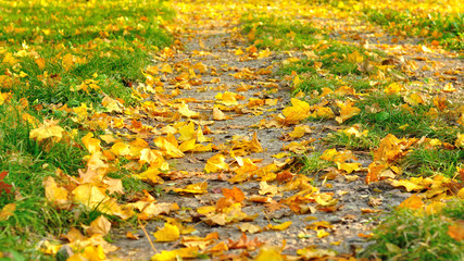 Fallen autumn leaves on grass and ground