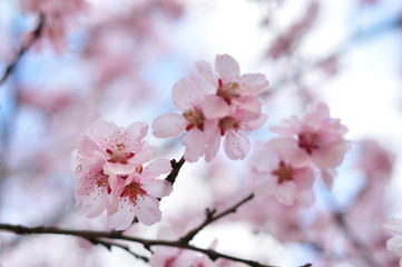 Obraz premium Pink flowers in the spring