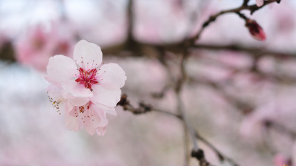 Pink flowers in the spring