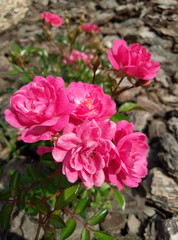 beautiful street roses in a sunny weather