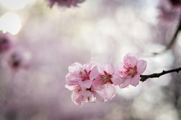 Pink flowers against a blurred background