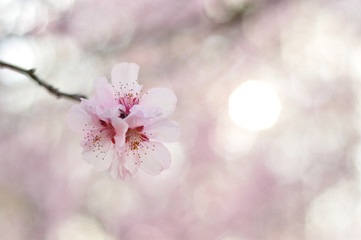 Pink flowers against a blurred background