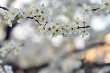 White flowers against a blurred background