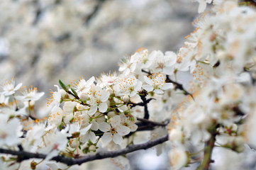 White flowers against a blurred background