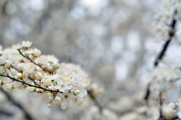 White flowers against a blurred background