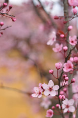 Pink flowers against a blurred background