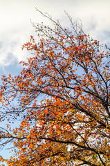 Crown of young plane tree in autumn