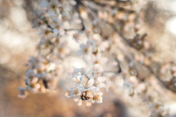 White spring flowers