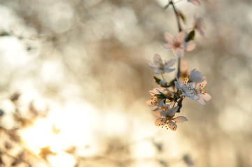 White spring flowers